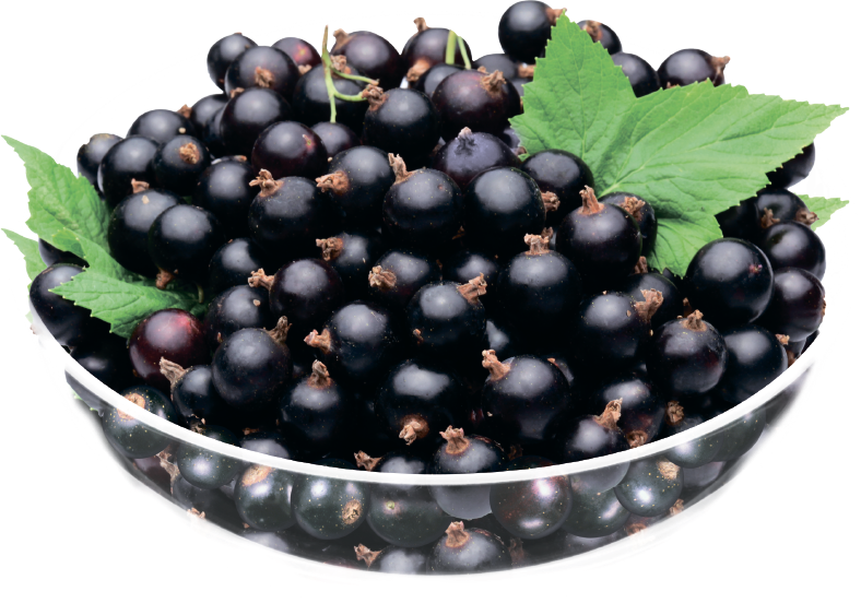 Живи Здорово Смородина черная отборная быстрозамороженная 10кг купить в интернет-магазине Санта&Кэш
