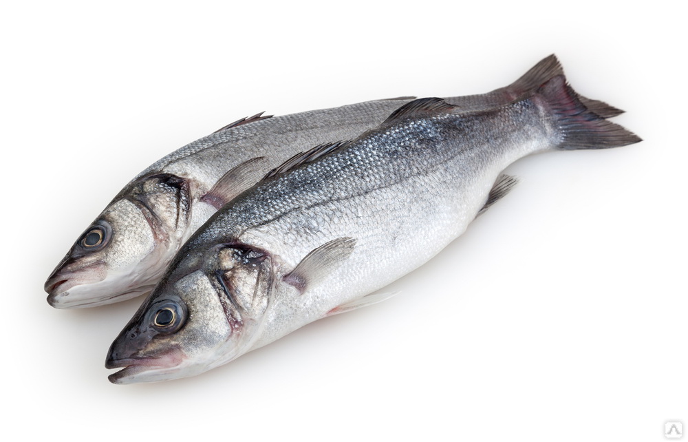  Сибасс (лаврак) 400-600г | 5кг купить в интернет-магазине Санта&Кэш