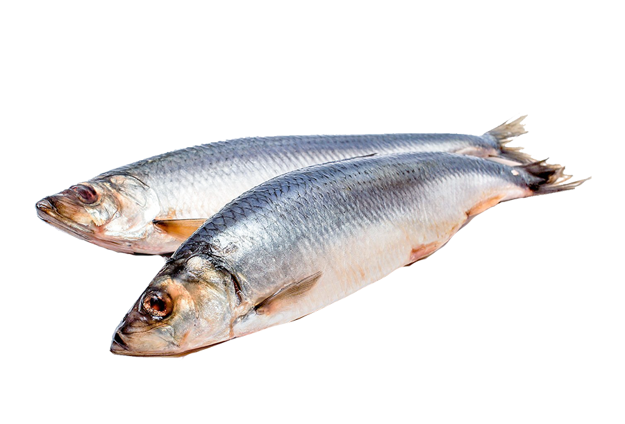  Сельдь т/о  300+ 1сорт | 20кг купить в интернет-магазине Санта&Кэш